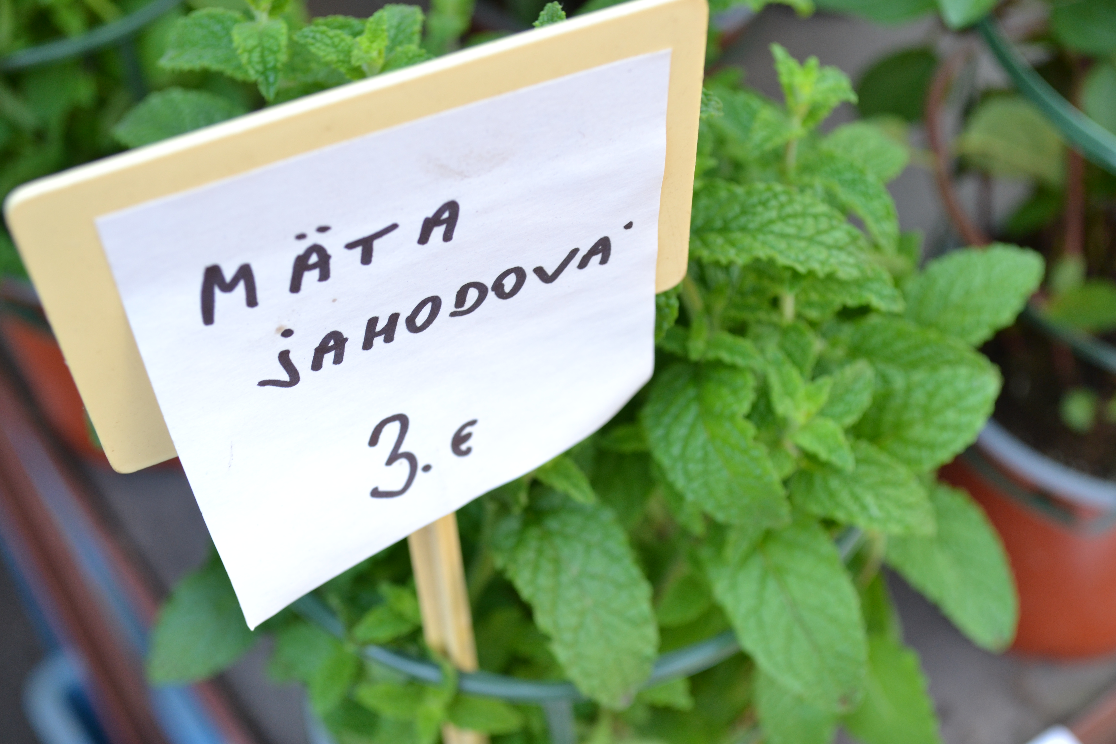 Koriander, mäta, bazalka. Najobľúbenejšie bylinky do kuchyne nájdete už na trhu