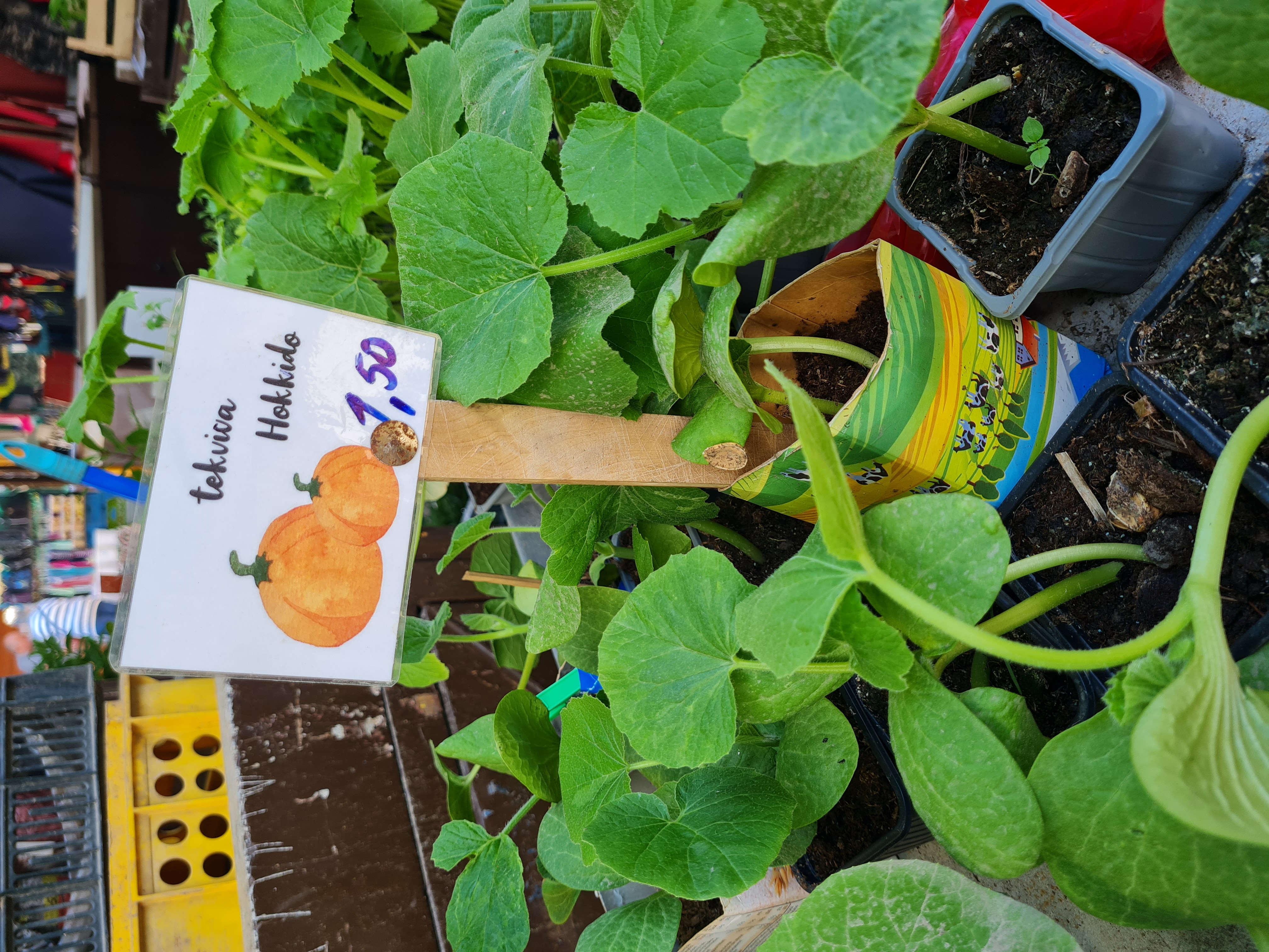 Skrášlite si záhradu priesadami a plantami. Trhovníci ich budú predávať už len do konca mája