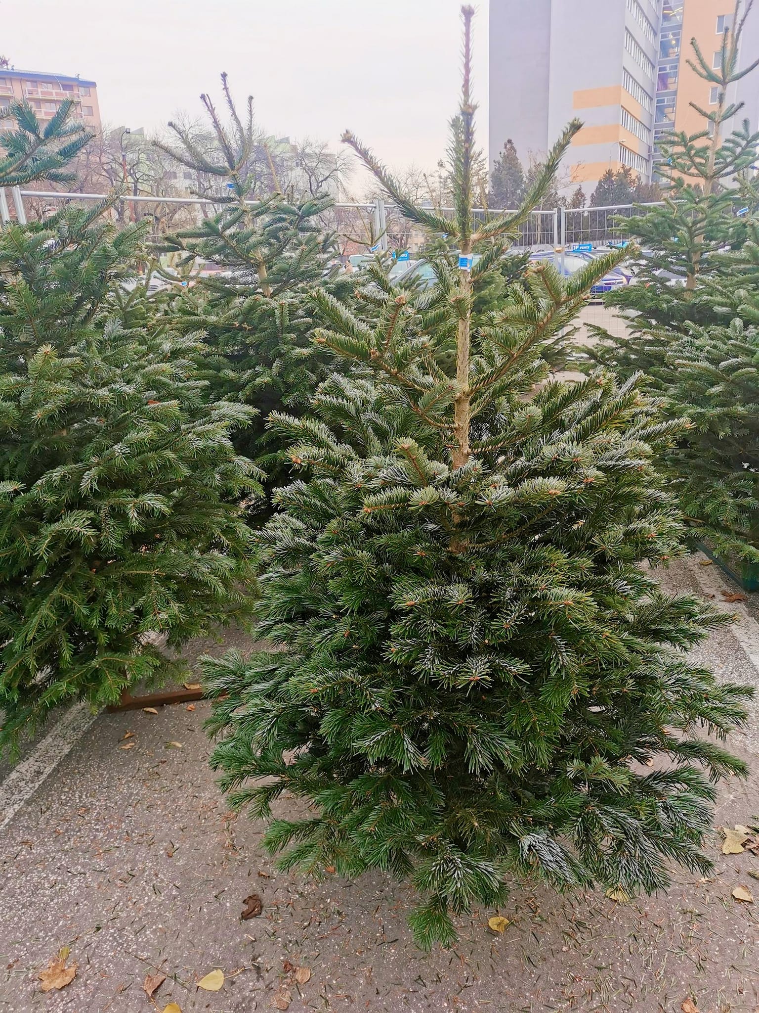 Kúpte si vianočný stromček z "Miletičky". Jedličky nordmandské už od 29€ za kus